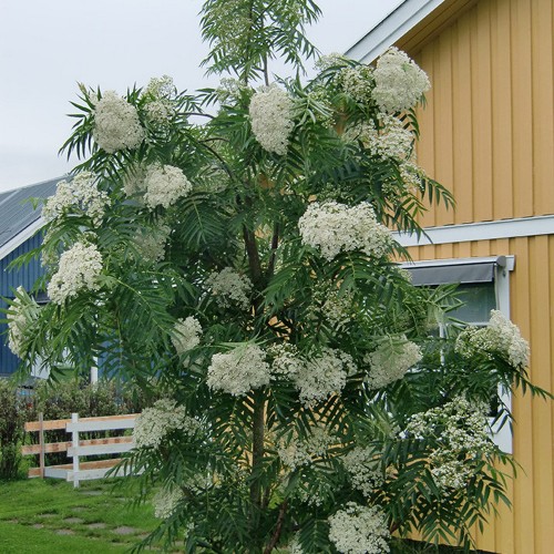 Sorbus 'Dodong' - Pihlakas 'Dodong' C6/6L